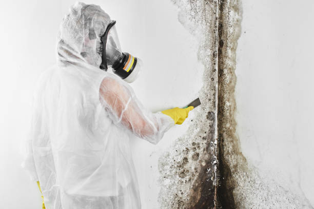 Best Emergency Mold Removal  in Lihue, HI