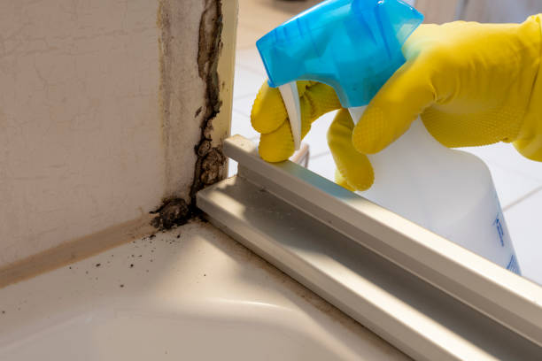 Attic Mold Removal in Lihue, HI