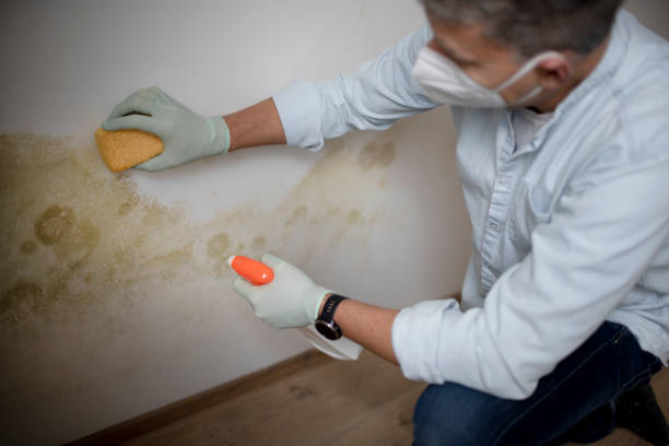 Best Mold Removal Company Near Me  in Lihue, HI