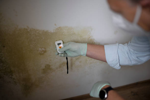 Best Certified Mold Removal  in Lihue, HI