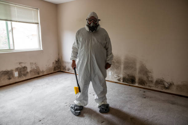 Best Certified Mold Removal  in Lihue, HI