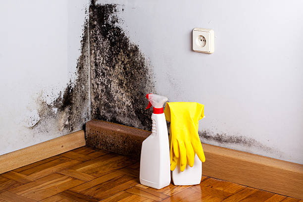 Best Mold Damage Repair  in Lihue, HI