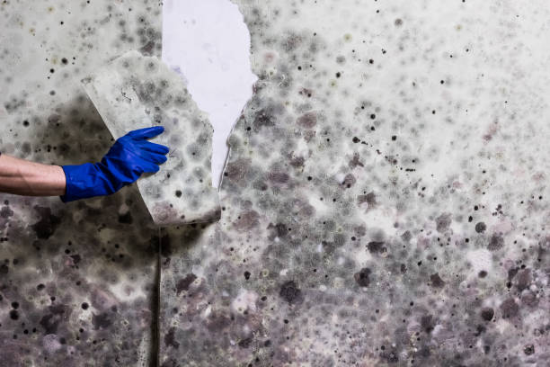 Best Local Mold Removal Service  in Lihue, HI