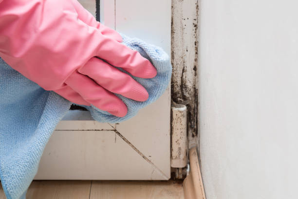 Best Office Mold Removal Services  in Lihue, HI